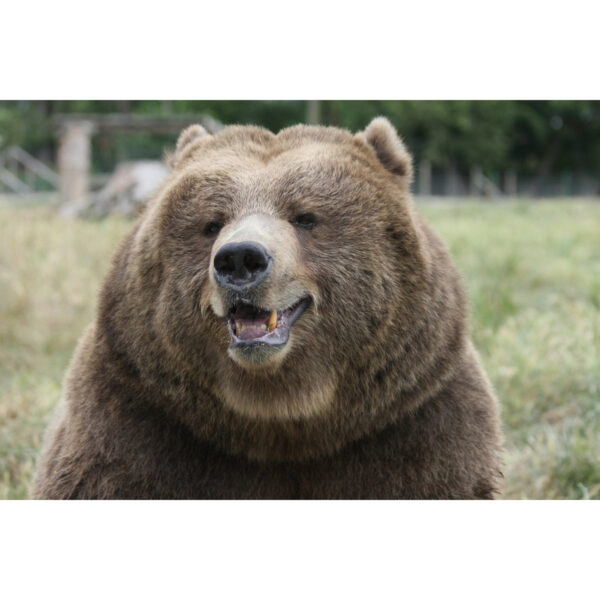 Brown Bear Smile Plush Toy – Cute Stuffed Animal by Hakunellies