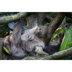 Lazy Sleeping Sloth, Bradypus Variegatus - Art Print by Milan Noga