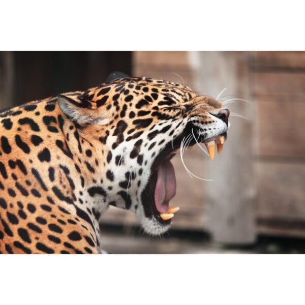 Roaring jaguar: Portrait of a wild animal - Majestic Wildlife Photo