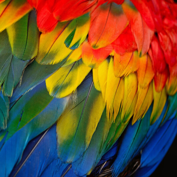 Buy Authentic Scarlet Macaw Feathers - Panuruangjan Craft Supply